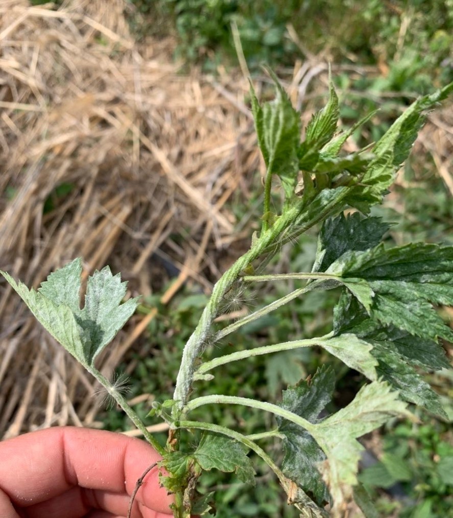 Hard to spot flagged shoot caused by powdery mildew